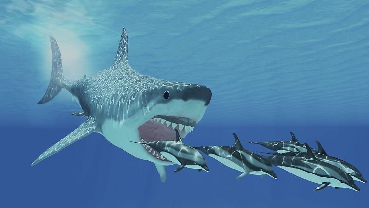 Riesiger Räuber - doch womöglich musste sich der Megalodon einem Konkurrenten geschlagen geben.
