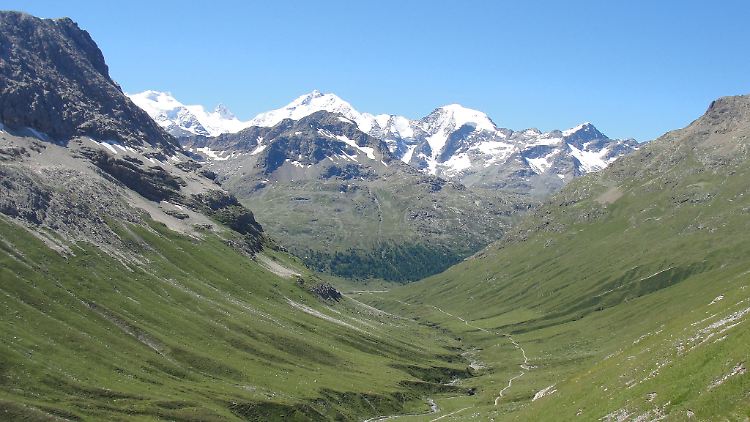 Die Vegetation oberhalb der Baumgrenze hat laut einer Studie in fast 80 Prozent der Alpen zugenommen.