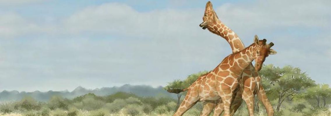 Giraffen.jpg
