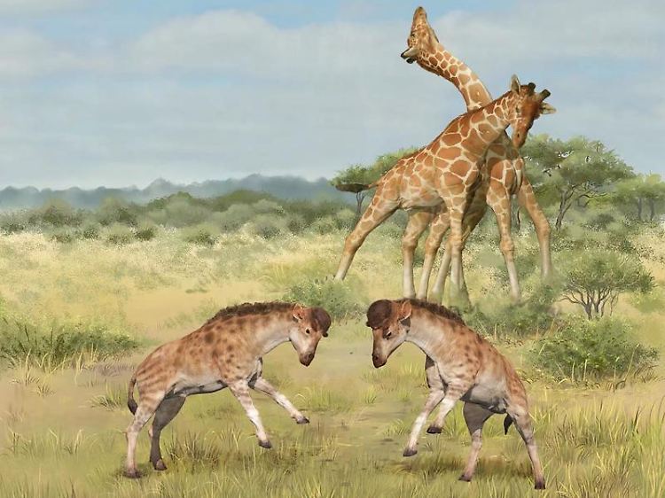 Kämpfe von sogenannten Giraffoiden, vorn: Discokeryx xiezhi, hinten: Giraffa camelopardalis (Grafik).