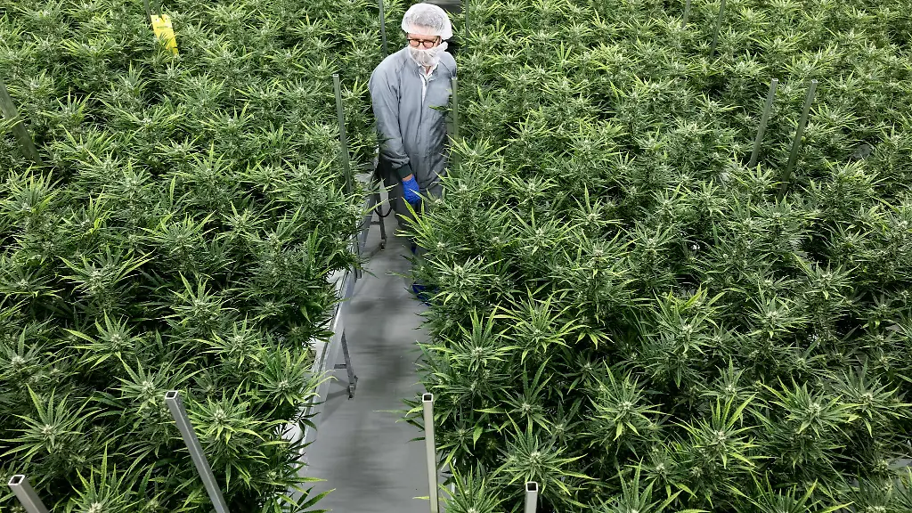 Derzeit-wird-am-Produktionsstandort-in-Leuna-eine-Tonne-Cannabis-im-Jahr-produziert