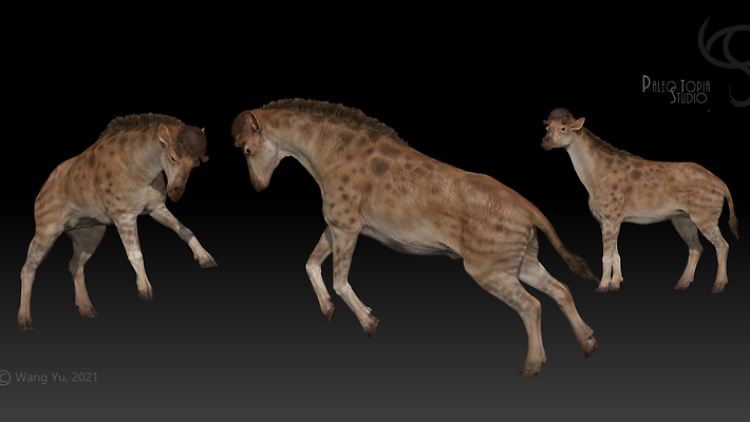 Das Forscherteam untersuchte fossile Überreste von Discokeryx xiezhi, benannt nach dem asiatischen Einhorn-Fabeltier Xiezhi (hier in einer Grafik).