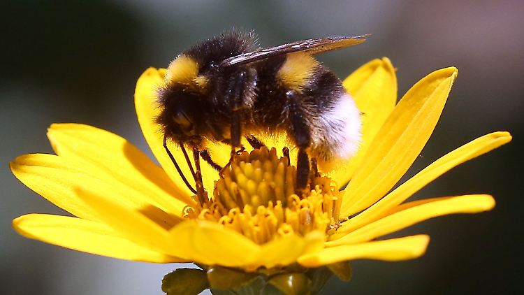 Das umstrittene Unkrautvernichtungsmittel Glyphosat kann laut Studie den Bruterfolg von Hummeln gefährden.