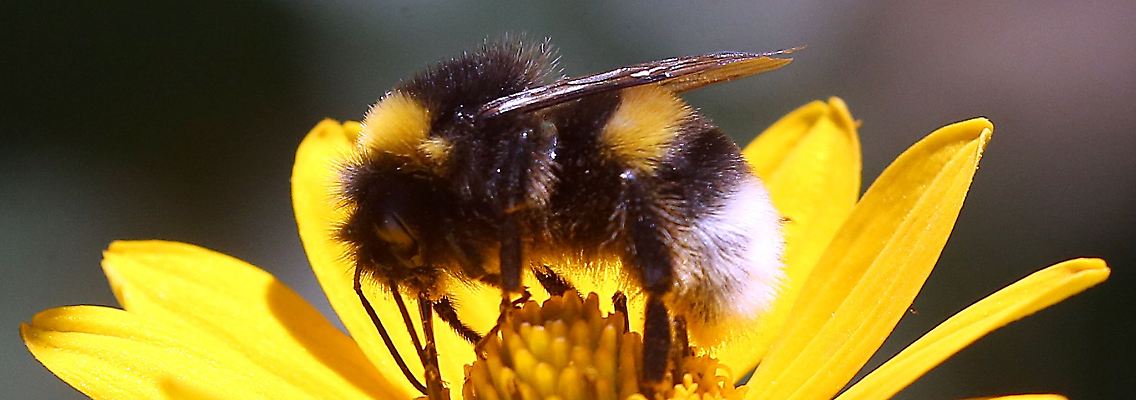 Nektar sammeln für den Wintervorrat: Eine Erdhummel auf der Blüte einer Stauden-Sonnenblume.