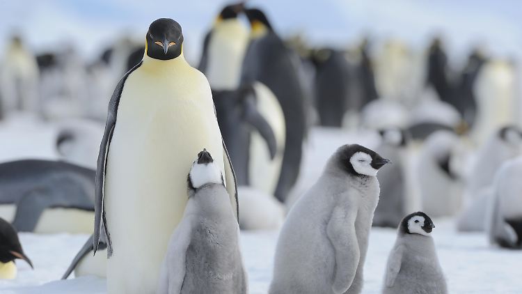 Ein Vorschlag, den Kaiserpinguin als besonders geschützte Art auszuweisen, wurde nicht angenommen.