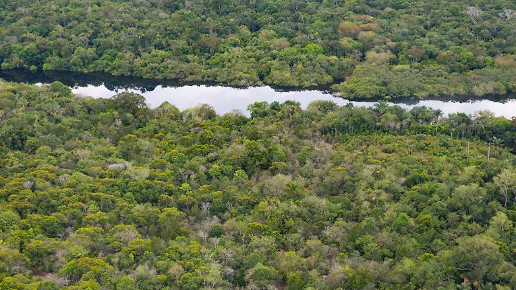 In den letzten Jahren ist die Gewalt in der Amazonas-Region aufgrund der Anwesenheit von illegalen Bergleuten, Jägern und Fischern eskaliert.