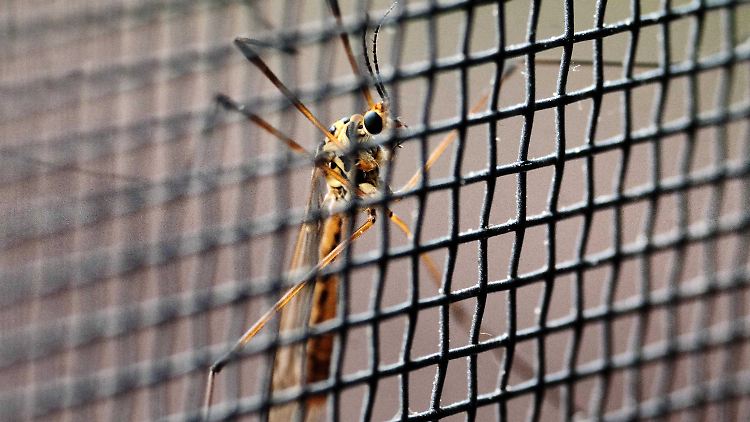 Eine Stechmücke (Culicidae) auf einem Insektenschutzgitter: Das hilft, sie zumindest aus dem Zimmer fernzuhalten.