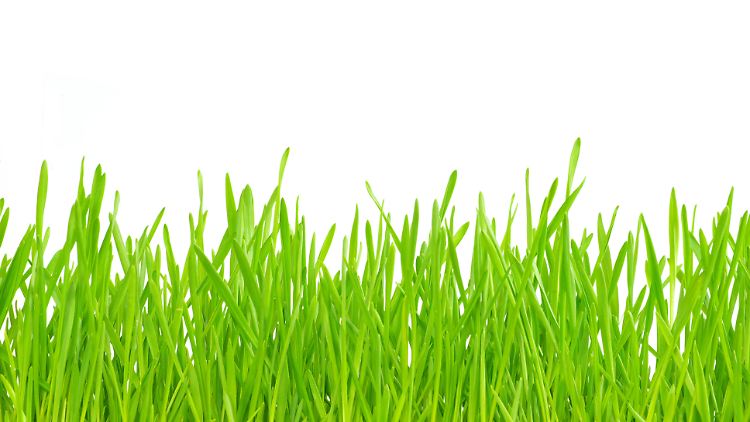 Gesundes Grün: Im Frühjahr legt man den Grundstein für einen dichten und widerstandsfähigen Rasen.