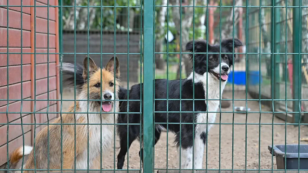Strassenhund-aus-dem-Ausland-oder-einer-aus-dem-Tierheim-Die-Antwortn-fallen-unterschiedlich-aus