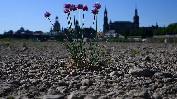 Ausgetrocknetes Elbufer in Dresden: Auch die Trockenheit wird laut der Klimavorhersage zunehmen.