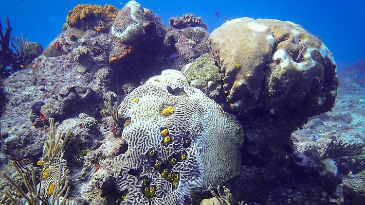 Verschiedene Korallenarten, die von der "Stony Coral Tissue Loss Disease" (SCTLD) befallen sind. Dabei stirbt ihr Weichgewebe ab.