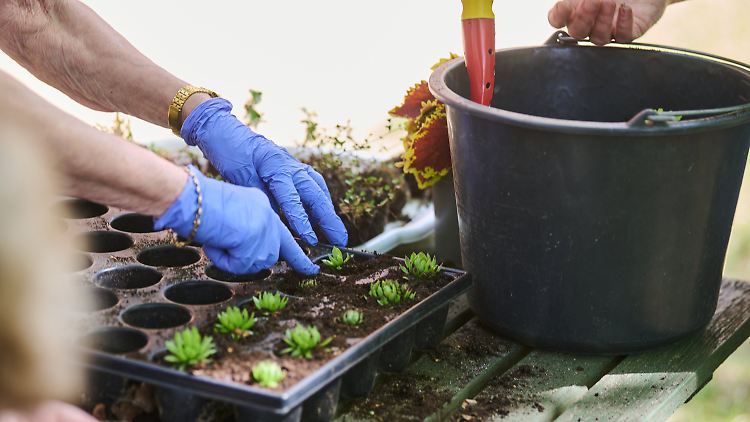 Im "Grünen Behandlungszimmer" des Evangelischen Krankenhauses Königin Elisabeth Herzberge pflanzt eine Patientin gemeinsam mit der Gartentherapeutin Steinrosen ein.