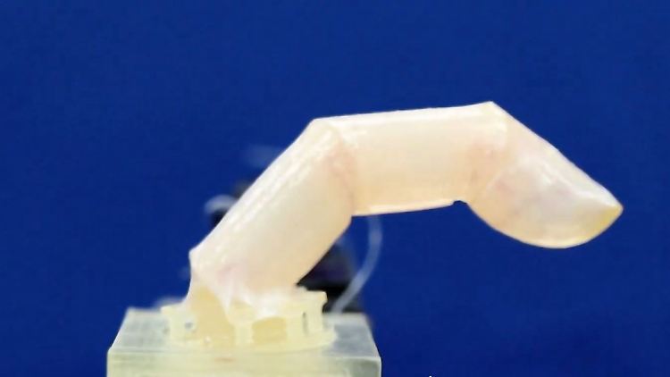 Ein biegsamer Roboterfinger, der mit künstlicher Haut mit menschlichen Hautzellen überzogen ist, wurde von einem Forscherteam der Universität Tokio entwickelt.