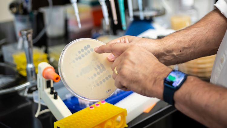 Im Labor von Graham Hatfull an der Universität von Pittsburgh zeigen Kreise auf einer Platte mit Bakterien an, dass Bakteriophagen dort ihre Arbeit getan haben.