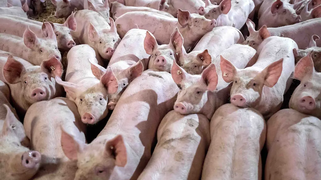 Stammt-das-Schweinefleisch-aus-Massentierhaltung-oder-vom-Biohof-Ein-staatliches-Kennzeichen-auf-Fleischverpackungen-soll-Auskunft-geben