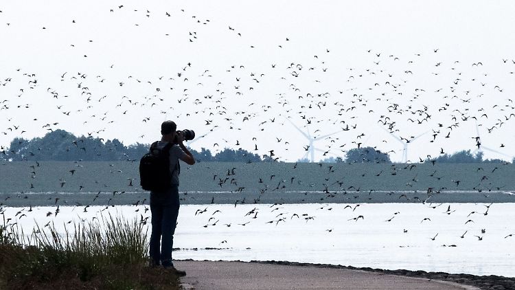 Sandregenpfeifer, Alpenstrandläufer und andere Zugvögel fliegen über das Wattenmeer der Nordseebucht Jadebusen.