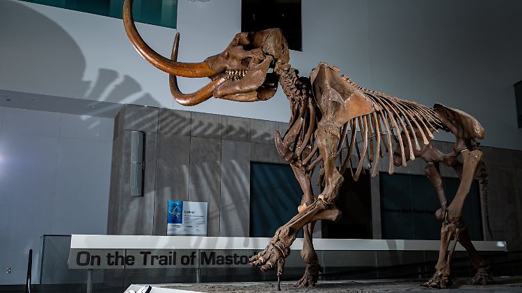 Das Amerikanische Mastodon ist eine Mammut-Art - parallel zur Ankunft des Menschen in Nordamerika starben die Tiere vor etwa 10.000 Jahren aus.