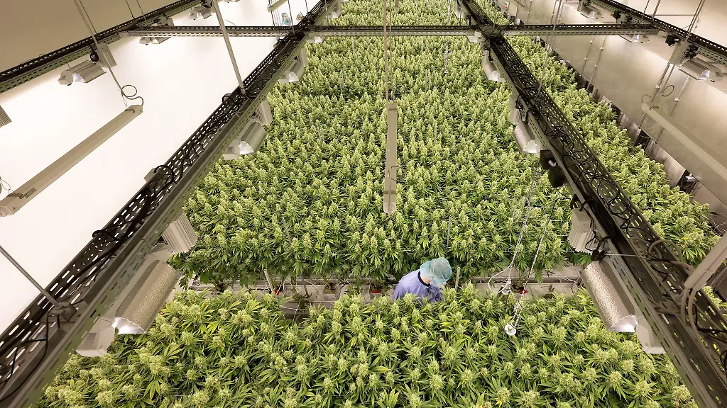 Demecan-ist-nach-eigenen-Angaben-das-einzige-unabhaengige-Unternehmen-in-Deutschland-das-die-gesamte-Wertschoepfungskette-fuer-medizinisches-Cannabis-abdeckt