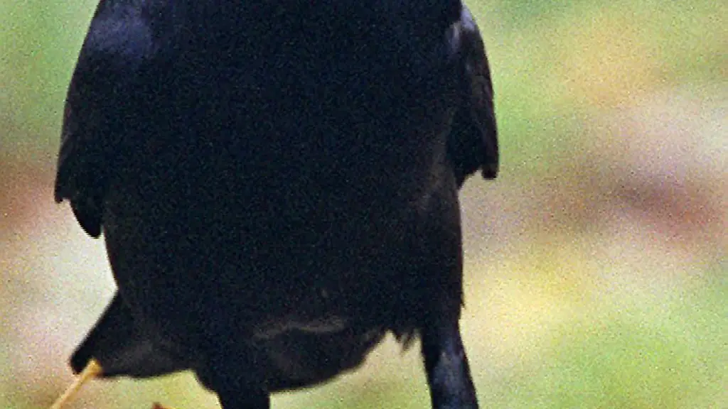 Die-Polizei-im-Landkreis-Verden-sucht-Zeugen-nach-dem-Fund-von-20-vergifteten-Voegeln