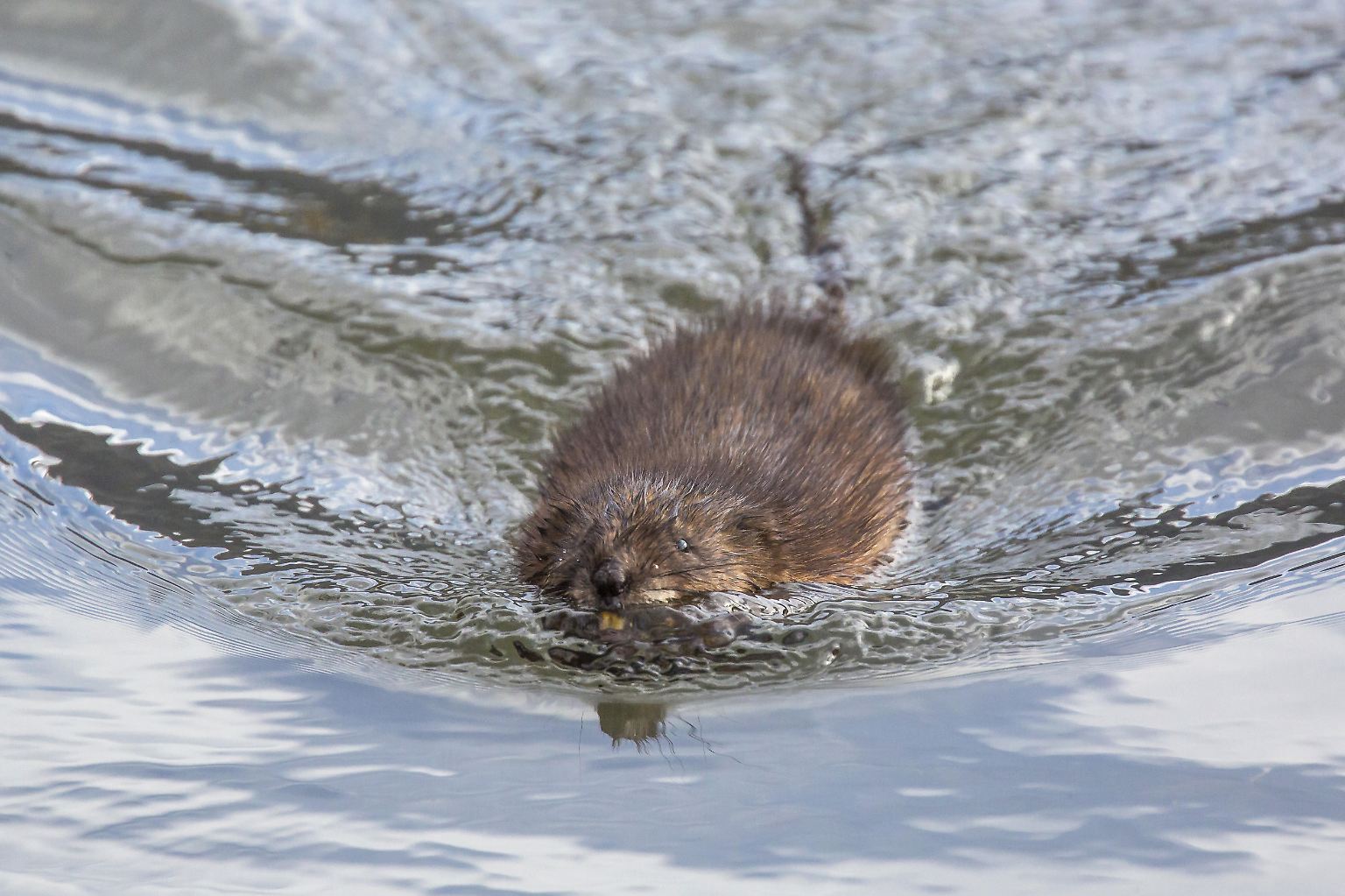 Sie kommen zu Wasser, ...