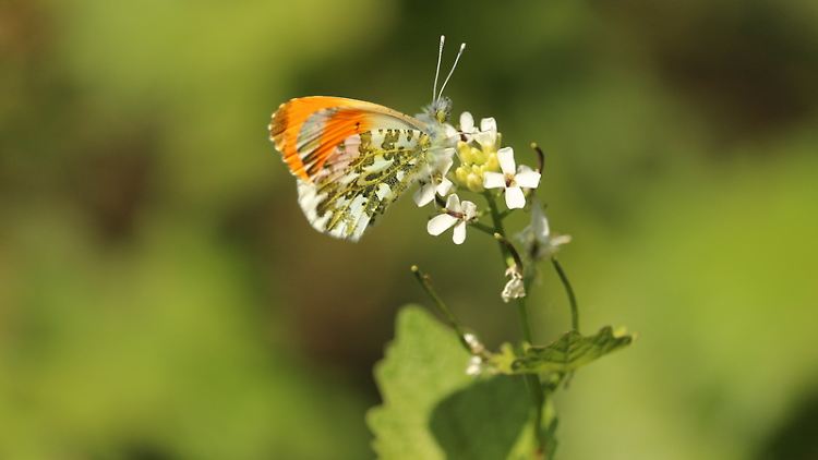 Viele Insekten lieben Pflanzen, die gemeinhin als Unkraut bezeichnet werden.
