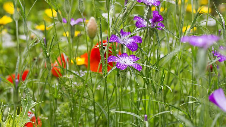 Kornrade und Klatschmohn: Ordnungsfanatikern ist so ein Gewucher im Garten vielleicht zu wild, andere finden es schön. Gut für die Tierwelt ist es auf jeden Fall.