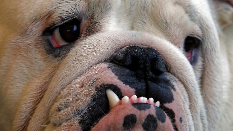 Mit einer Englischen Bulldogge muss man sich auf mehr Tierarztbesuche einstellen.