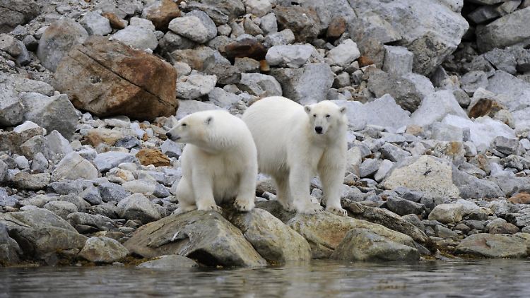 Diese beiden Eisbären stehen auf Geröll am Wasser an der Nordküste von Spitzbergen. Sie gehören nicht zur neu entdeckten Unterart.