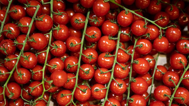 Auch Tomaten sollten vor dem Verzehr unbedingt abgewaschen werden.