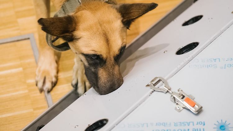 Der belgische Schäferhund Filou schnüffelt an einer Trainingsmaschine für Corona-Spürhunde. 