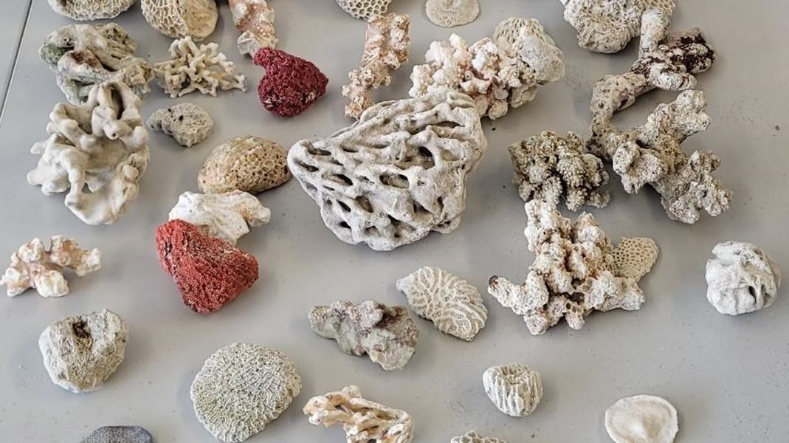 Die Reisenden konnten die erforderlichen Artenschutzdokumente nicht vorweisen.