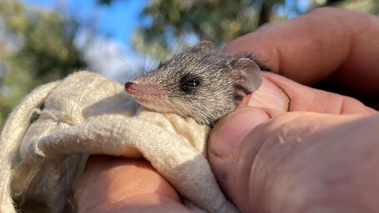 Eine Känguru-Insel-Schmalfußbeutelmaus, die beim Routine-Monitoring der Tierwelt in einem geschützten Teil der Känguru-Insel, dem Western River Refuge, gefangen wurde.