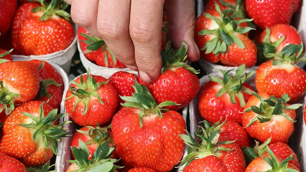 Die-Erbeerernte-geht-in-Mecklenburg-Vorpommern-langsam-zu-Ende-Sie-lief-nicht-ganz-optimal
