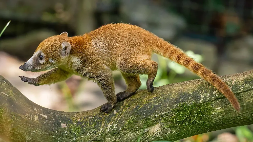 Nasenbaeren-sind-aeusserst-geschickte-Kletterer-und-koennen-sogar-an-den-Baeumen-kopfueber-abwaerts-klettern-Handoutfoto