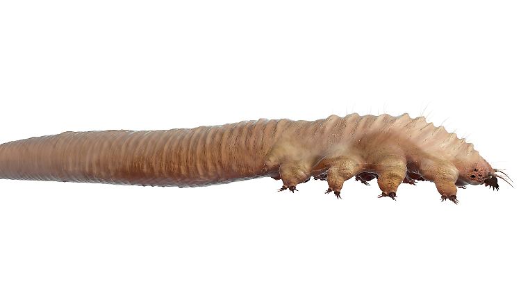 Einem internationalen Forschungsteam ist es erstmals gelungen, eine vollständige DNA-Analyse des Demodex folliculorum zu erstellen.