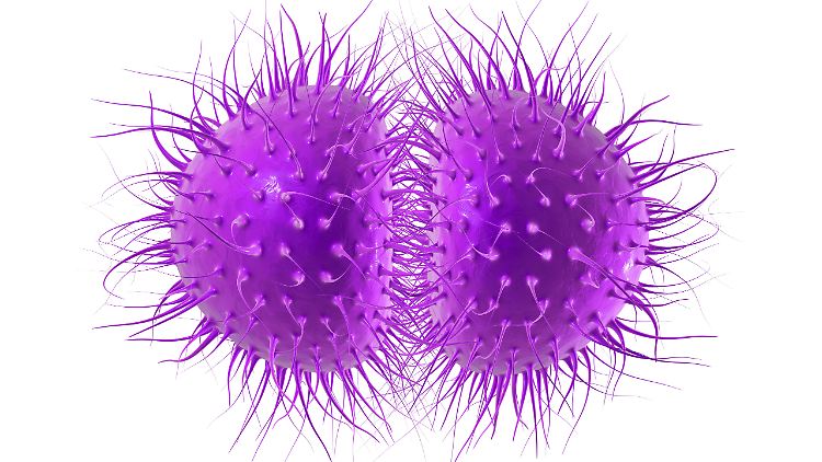 Die Darstellung von Neisseria gonorrhoeae. 
