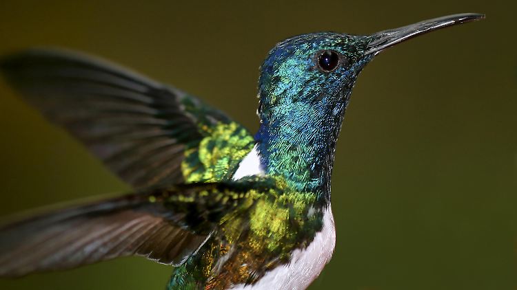 Das Gefieder vieler Kolibri-Arten weist verschiedene Besonderheiten auf.