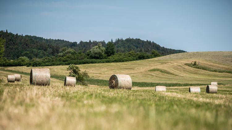 In Summe ist es in vielen Teilen Deutschlands zu trocken, klagen die Landwirte.