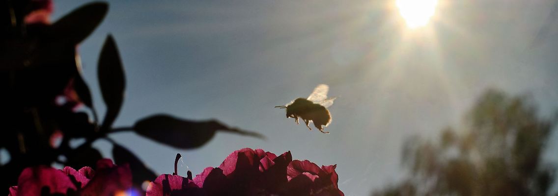 Eine Hummel sucht am Morgen auf einem Rhododendron nach Nahrung.