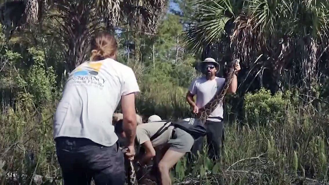 PythonFlorida.jpg