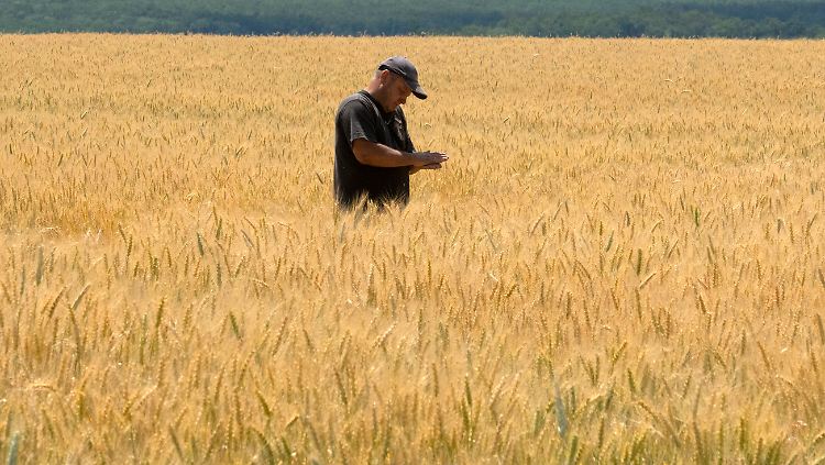 Ein ukrainischer Bauer steht in seinem Feld - durch den russischen Angriff kann der Weizen jedoch kaum exportiert werden. Mehreren Ländern drohen nun Hungerkatastrophen.