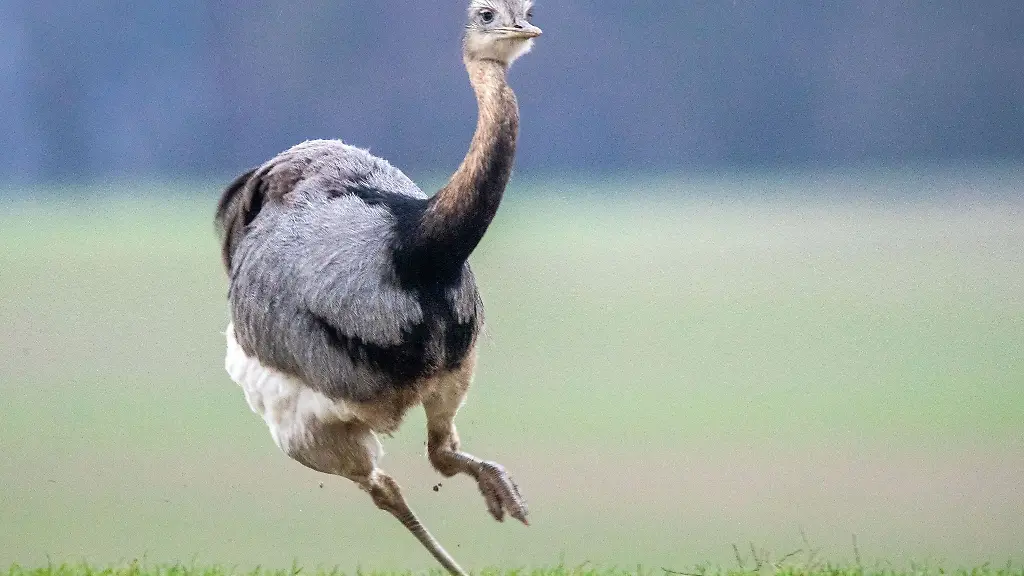 Ein-Nandu-wurde-auf-einem-Feldweg-bei-Speyer-entdeckt-Woher-der-frei-umherlaufende-Vogel-kommt-ist-bislang-unklar