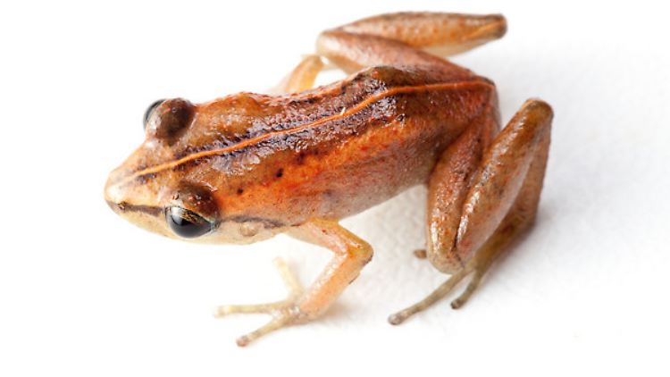 Der Mozart-Frosch stößt besonders melodische Töne aus.