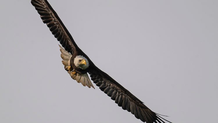 Gegen den riesigen Vogel hat der Hund eigentlich keine Chance. 
