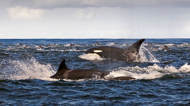 Orcas haben ein breites Nahrungsspektrum und sind bekannt dafür, dass sie mit koordinierten Gruppenangriffen auf Beutefang gehen.