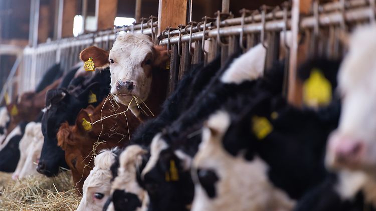 Gas sei für die landwirtschaftliche Produktion unverzichtbar, warnt der Bauernverband.