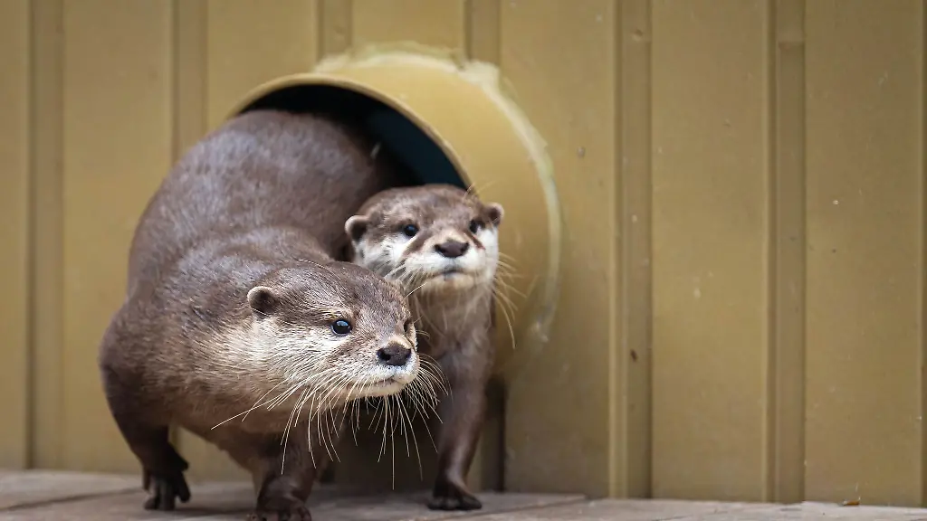 Die-Zwergotter-Lotta-und-Otis-kommen-aus-dem-Zoo-Dortmund-und-dem-Tierpark-Hagenbeck-in-Hamburg
