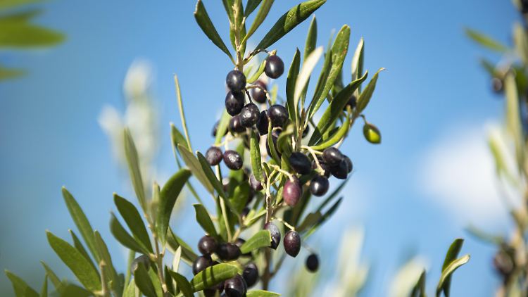 Die Olivenernte in Südspanien könnte bis 2100 dramatisch zurückgehen. 