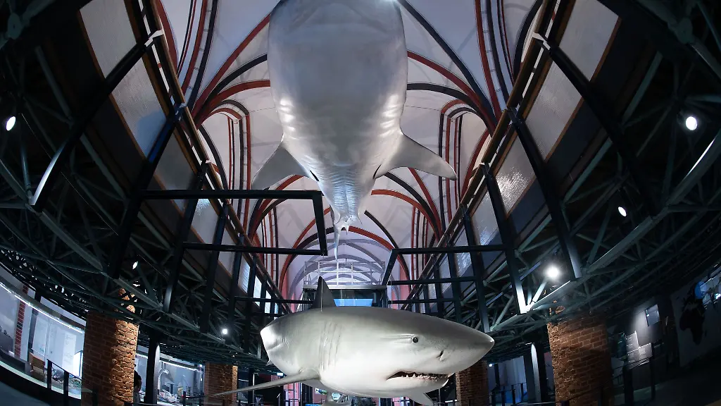 Modelle-von-Haien-sind-unter-der-Decke-des-Dachs-angebracht