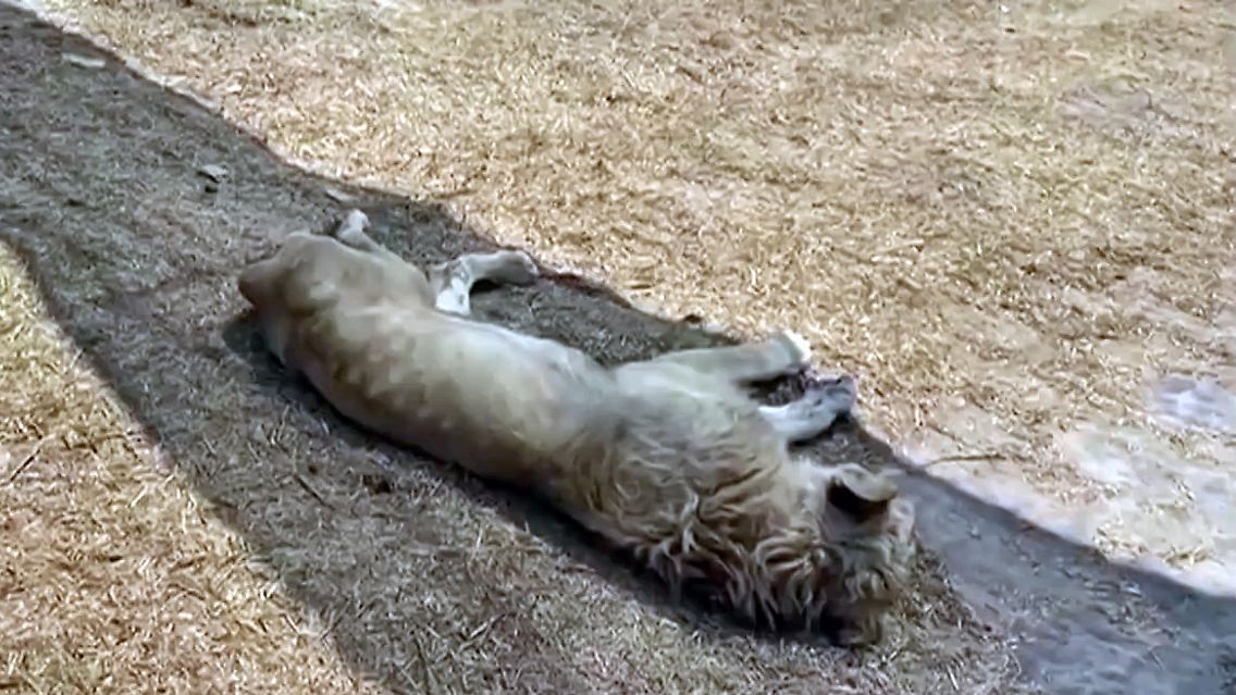 wildtiere.jpg